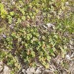 Geranium carolinianum habit picture by herbalismwitch0522 (cc-by-sa)