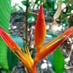 Heliconia psittacorum flower picture by Joe Bloggs (cc-by-sa)