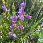 Polygala major flower picture by Ruprecht Storchschnabel (cc-by-sa)