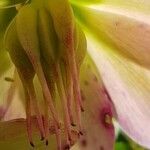 Helleborus niger fruit picture by Frédéric Faure (cc-by-sa)