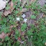 Houstonia micrantha flower picture by Deedra Alexander (cc-by-sa)