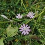 Silene sericea flower picture by afgto (cc-by-sa)