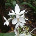 Calanthe triplicata flower picture by Coordination Endemia (cc-by-sa)