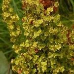 Rumex confertus fruit picture by Alexander Baransky (cc-by-sa)