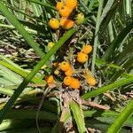 Bromelia pinguin fruit picture by kara paul (cc-by-sa)