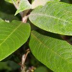 Guettarda tournefortiopsis leaf picture by Nelson Zamora Villalobos (cc-by-nc)