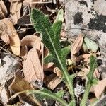 Biscutella lima leaf picture by françois boca (cc-by-sa)