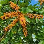 Schefflera arboricola flower picture by Irma Torres (cc-by-sa)