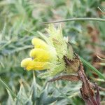 Rhinanthus wettsteinii flower picture by Emanuele Santarelli (cc-by-sa)