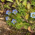 Gentiana depressa flower picture by Alastair Macphail (cc-by-sa)