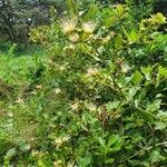 Capparis tomentosa habit picture by susan brown (cc-by-sa)