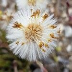 Tussilago farfara fruit picture by Bernard Evrad (cc-by-sa)