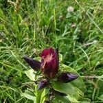 Gentiana pannonica flower picture by Claus-Dieter Seidel (cc-by-sa)