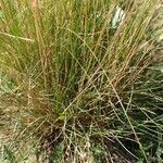 Festuca filiformis habit picture by Yoan MARTIN (cc-by-sa)