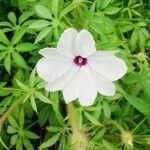 Ipomoea pes-tigridis flower picture by Mayoge Bukapuka (cc-by-sa)