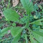 Lepidium hirtum leaf picture by Nadine Sauvan (cc-by-sa)