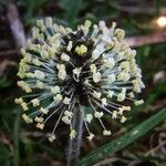 Plantago atrata flower picture by Rohweder Karsten (cc-by-sa)