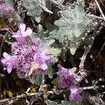 Thymus dolomiticus flower picture by Stéphane Mars (cc-by-sa)