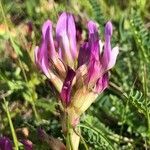 Astragalus monspessulanus flower picture by Pierre Bonnet (cc-by-sa)