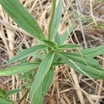 Gomphrena haenkeana leaf picture by Trap Hers (cc-by-sa)