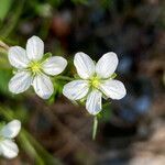 Sagina glabra flower picture by Fabien Anthelme (cc-by-sa)