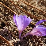 Crocus neapolitanus flower picture by Emanuele Santarelli (cc-by-sa)