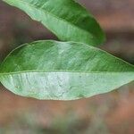 Eugenia gongylocarpa leaf picture by R. Tournebize (cc-by-sa)