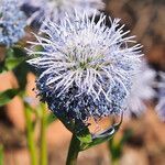 Globularia vulgaris flower picture by Bo Strand (cc-by-sa)