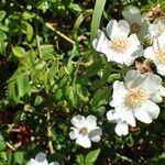 Rosa sempervirens habit picture by Yoan MARTIN (cc-by-sa)