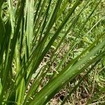 Carex vulpina leaf picture by Fabien Anthelme (cc-by-sa)