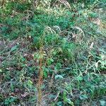 Bromus ramosus habit picture by Alain Bigou (cc-by-sa)