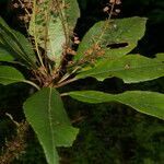 Clethra pyrogena habit picture by Nelson Zamora Villalobos (cc-by-nc)