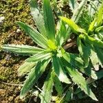 Plantago serraria leaf picture by Edoardo Vincenti (cc-by-sa)