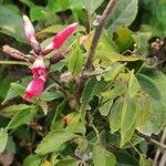 Erythrina crista-galli leaf picture by Flor Alex (cc-by-sa)