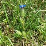 Gentiana utriculosa leaf picture by Andrea Schieber (cc-by-sa)