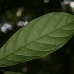 Unonopsis rufescens leaf picture by Jean-François Molino (cc-by-sa)