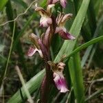 Anacamptis collina flower picture by Harry Huettmann (cc-by-sa)