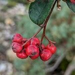 Cotoneaster tomentosus fruit picture by manuseitz (cc-by-sa)