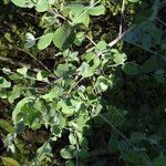 Guiera senegalensis habit picture by Maarten Vanhove (cc-by-sa)