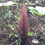 Gunnera insignis habit picture by Daniel Barthelemy (cc-by-nc)