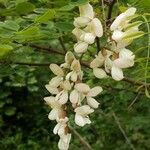 Robinia pseudoacacia flower picture by Peteh Natali (cc-by-sa)