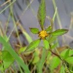 Bidens connata flower picture by Mathijs Oudega (cc-by-sa)