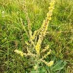 Verbascum lychnitis habit picture by laurent hoffmann (cc-by-sa)