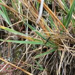 Agrostis foliata leaf picture by Fabien Anthelme (cc-by-sa)