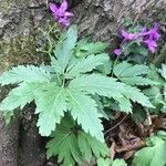 Cardamine glanduligera leaf picture by Andrzej Pasierbinski (cc-by-sa)