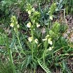 Pedicularis tuberosa flower picture by Lepi Helvetica (cc-by-sa)