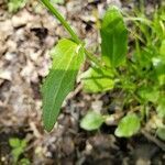 Cardamine bulbosa leaf picture by Leah Harrison (cc-by-sa)