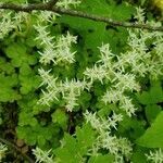 Sedum ternatum flower picture by Marshall Aanestad (cc-by-sa)