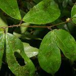 Cynometra retusa leaf picture by Nelson Zamora Villalobos (cc-by-nc)