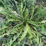 Taraxacum croceiflorum leaf picture by Adrien Thys (cc-by-sa)